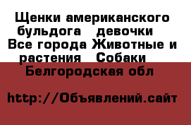 Щенки американского бульдога ( девочки) - Все города Животные и растения » Собаки   . Белгородская обл.